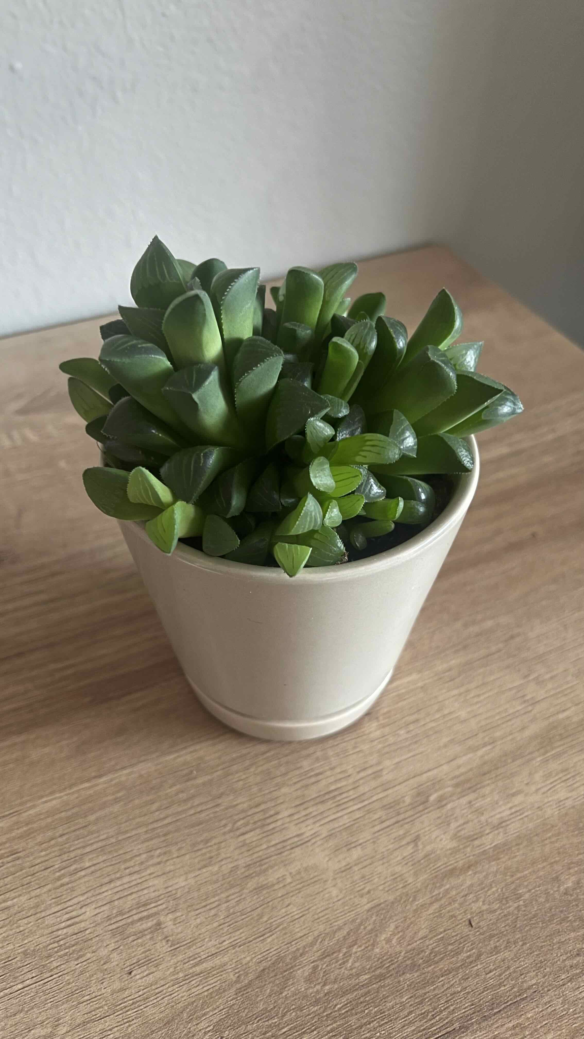 Haworthia mutica plant photo by @availableshift named Shelly on Greg, the plant care app.