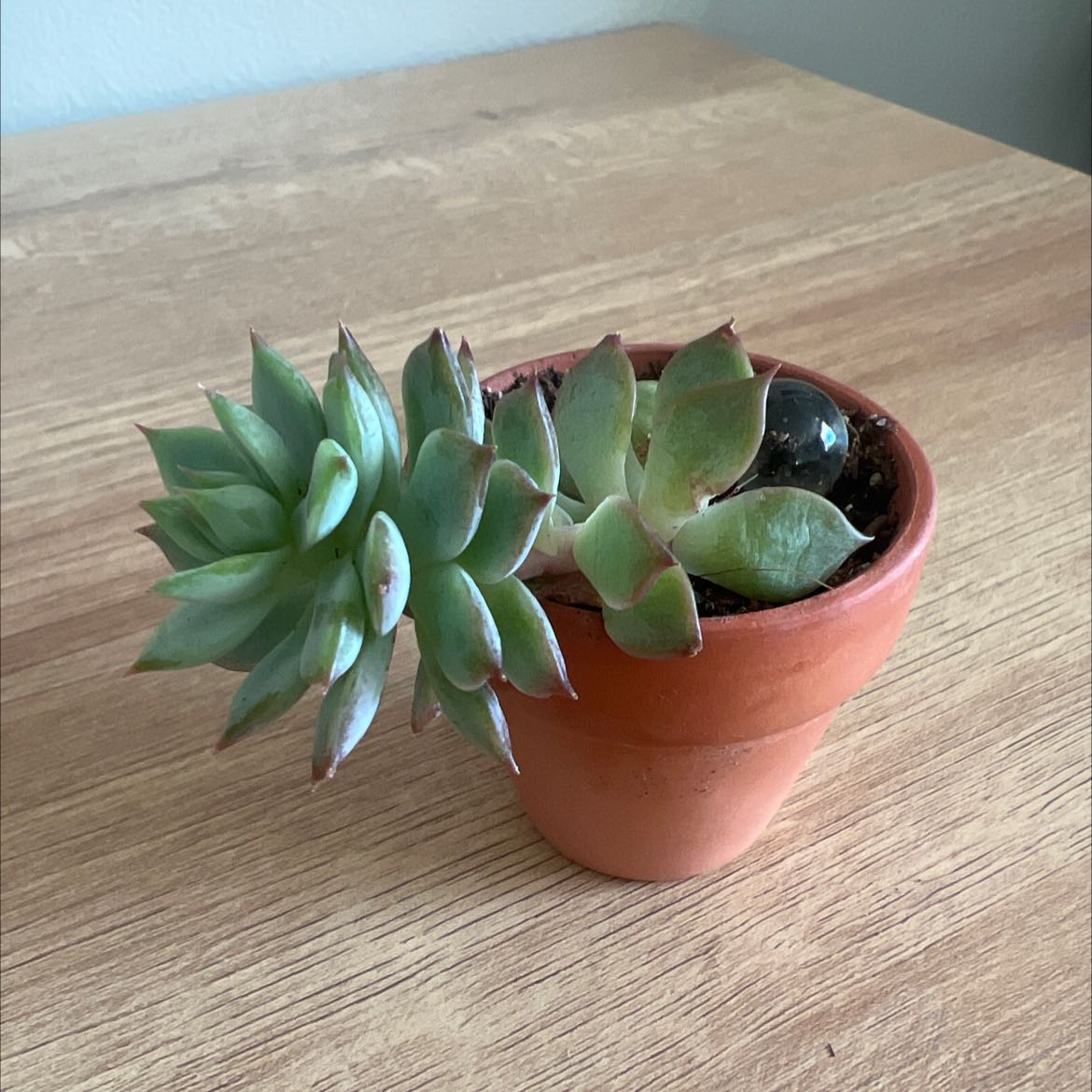 Potted Echeveria 'Lola' succulent plant on a wooden surface.