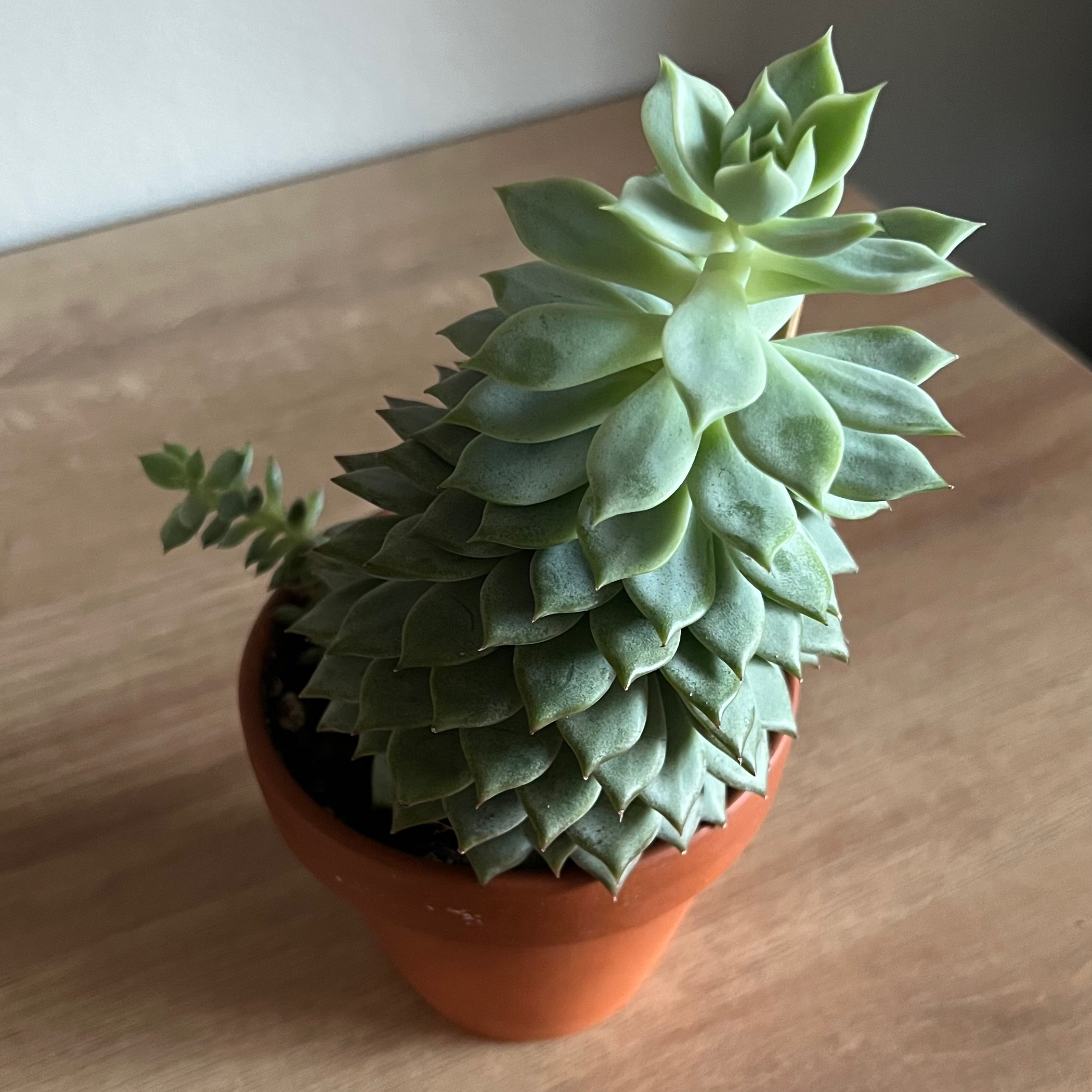 Potted Echeveria 'Lola' succulent with rosette growth pattern, healthy appearance.