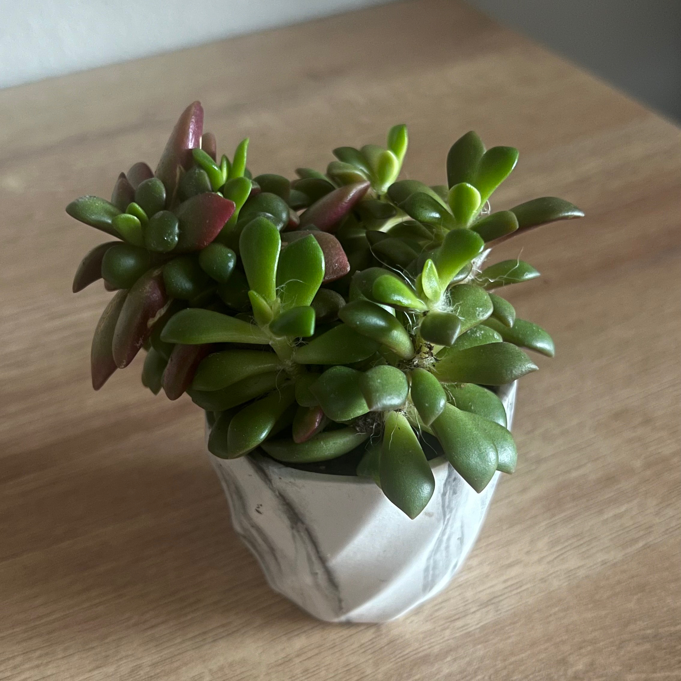Healthy Anacampseros telephiastrum 'Variegata' succulent in a small pot with green and reddish leaves.