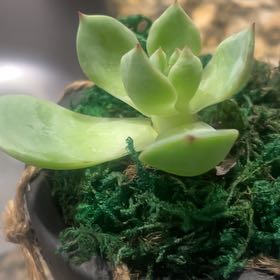 Photo of the plant species Pachyveria Calypso by @DominantFuscia named Leaf Erickson on Greg, the plant care app