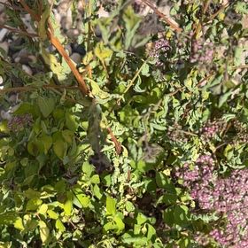 Photo of the plant species Rose Meadowsweet by @FabRevolution named Sanders on Greg, the plant care app