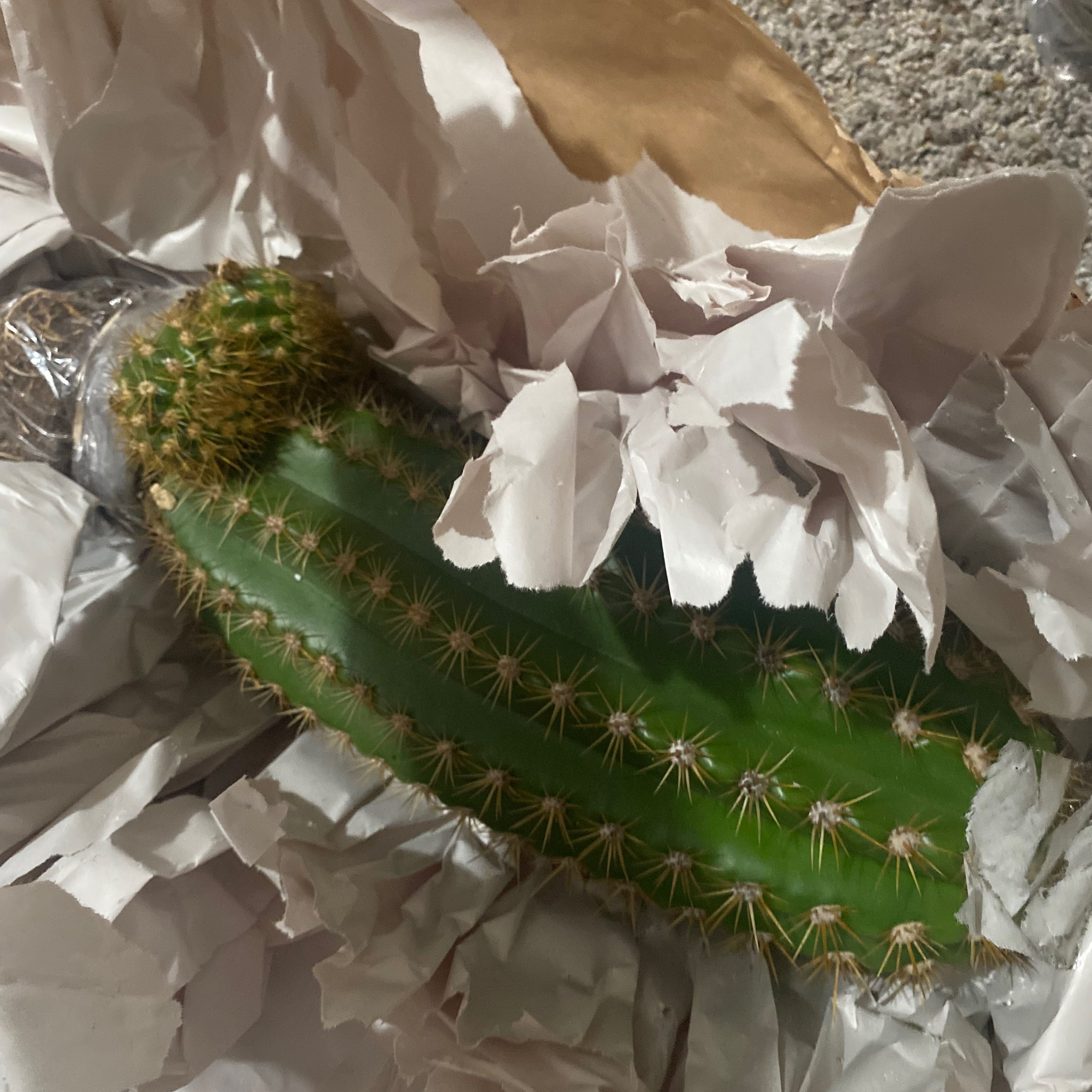 Torch Cactus wrapped in paper, appears healthy and well-framed.
