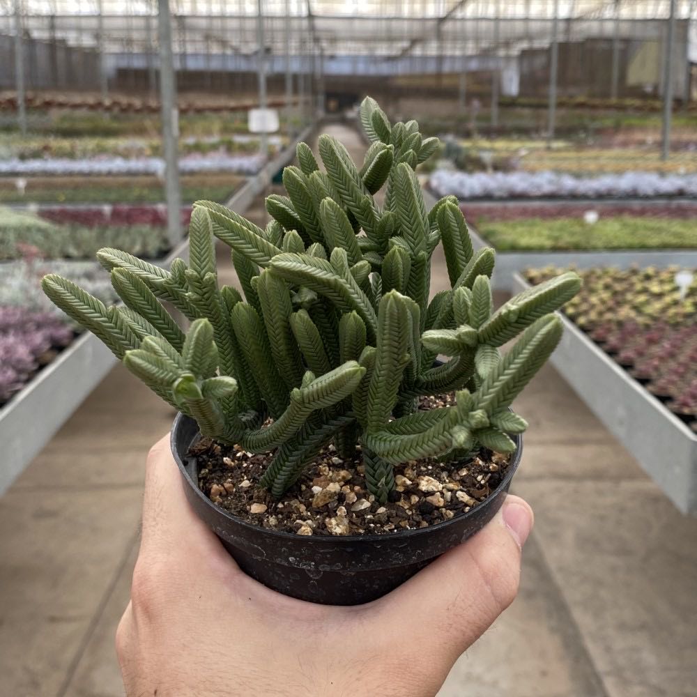 Pagoda Mini Jade plant in a small pot held by a hand, with visible soil.