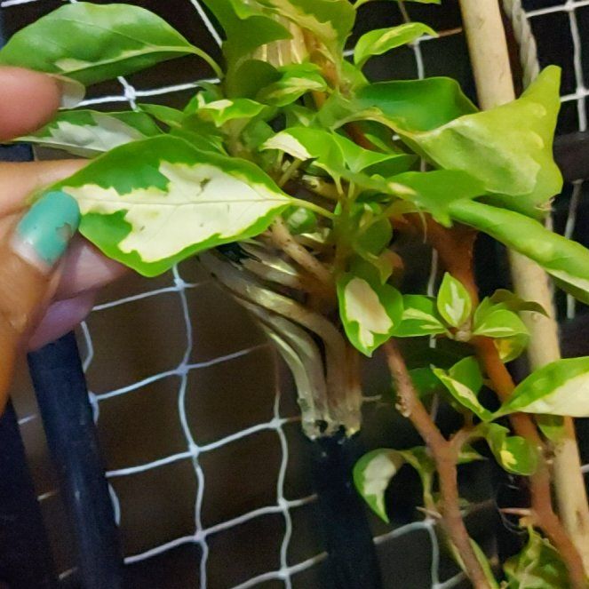 Photo of the plant species Bougainvillea miski by @TidyTaraire named Bieber on Greg, the plant care app