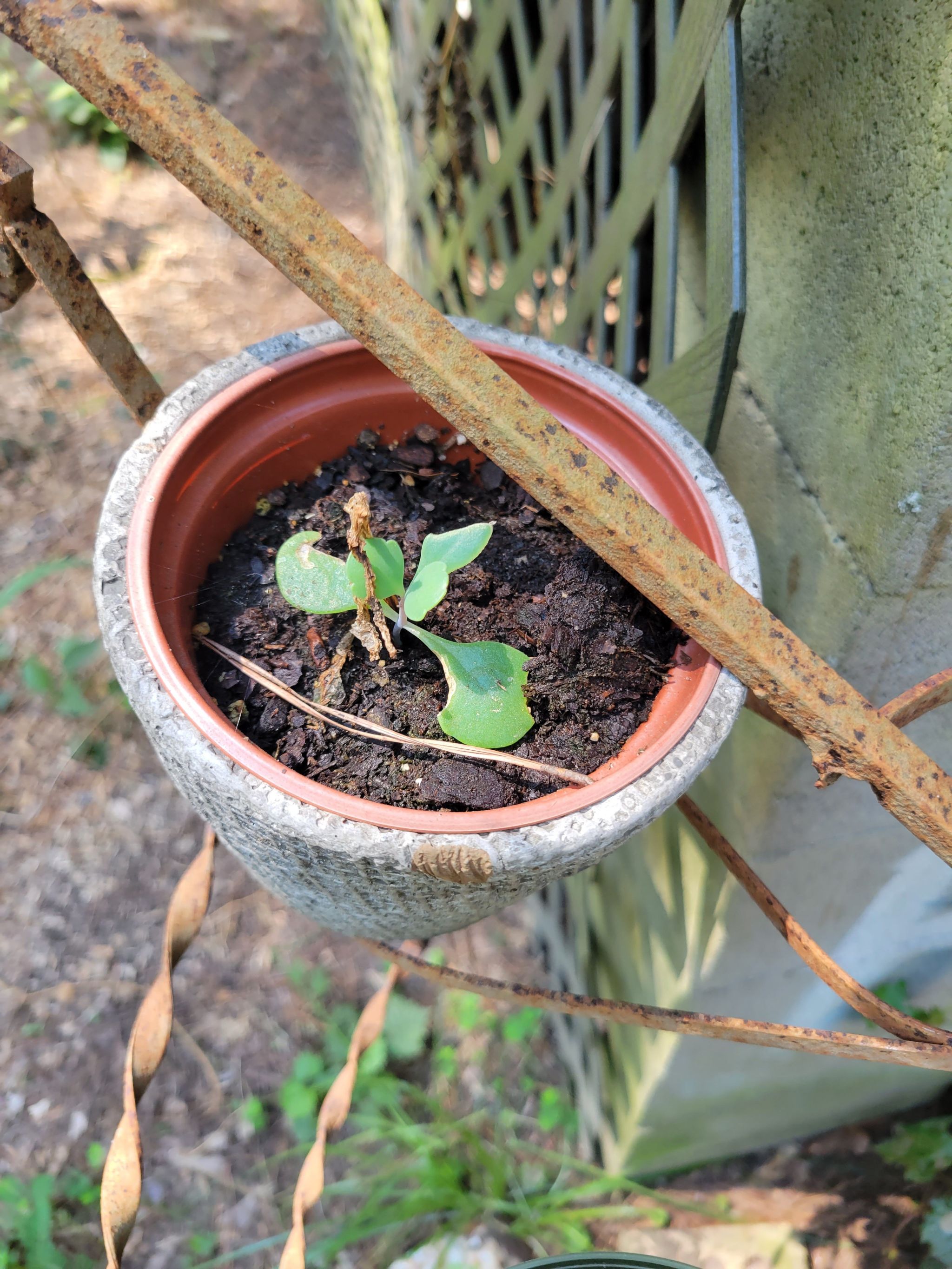 A young jade plant in a pot with visible soil, no signs of leaf discoloration.