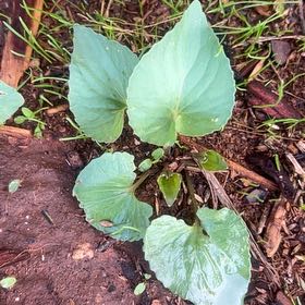 Photo of the plant species Common Blue Violet by @RobustJuniper named Beckham on Greg, the plant care app