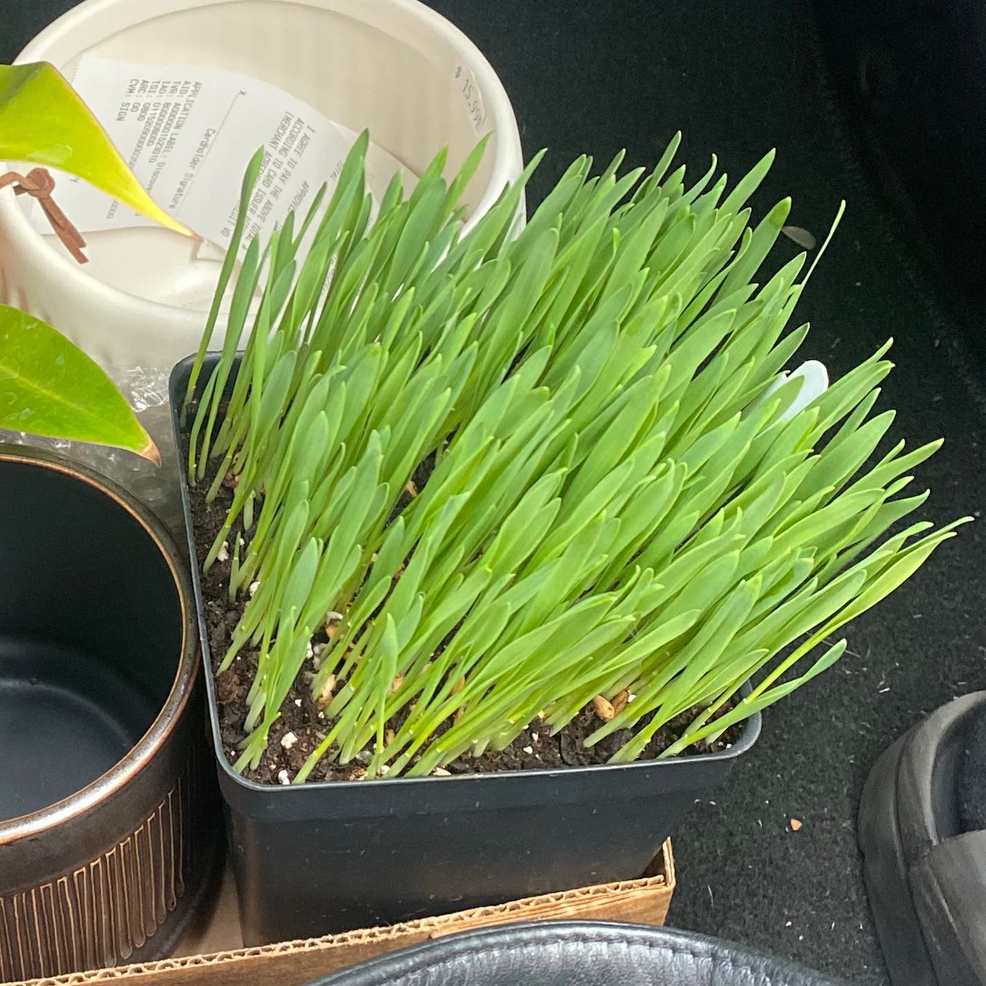 Healthy cat grass plant in a black pot with green, upright leaves.