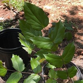 Photo of the plant species Beale's Mahonia by @BuddingKeylime named Remington on Greg, the plant care app