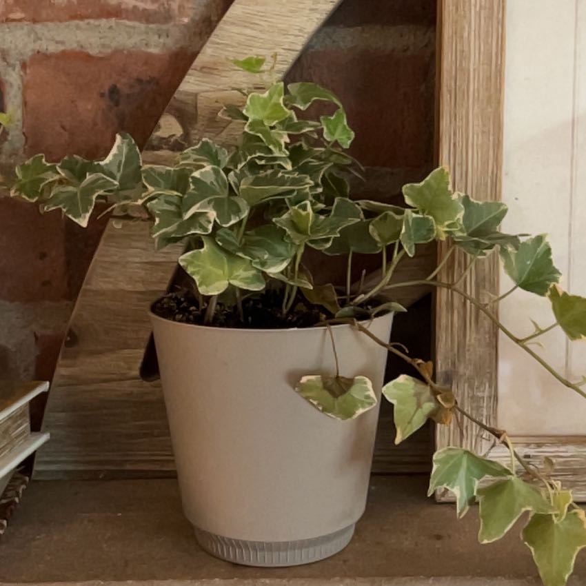 English Ivy 'Goldchild' plant in a pot with variegated leaves, well-framed and centered.