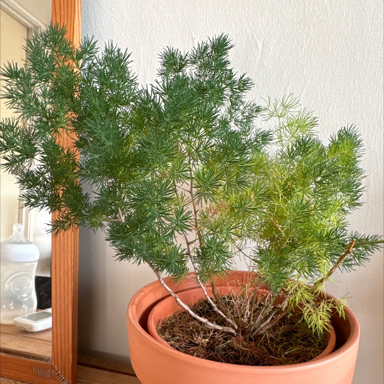 Photo of the plant species Asparagus umbellatus by @SultryMendoza named Sayang on Greg, the plant care app