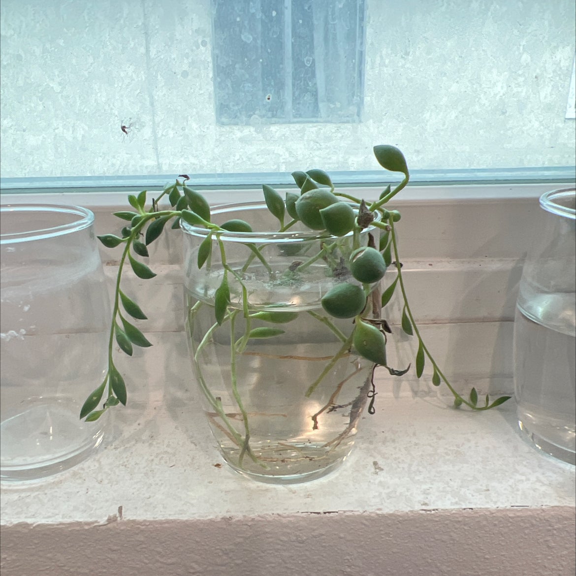 Propagating String Of Pearls: Step-by-step Guide 📿
