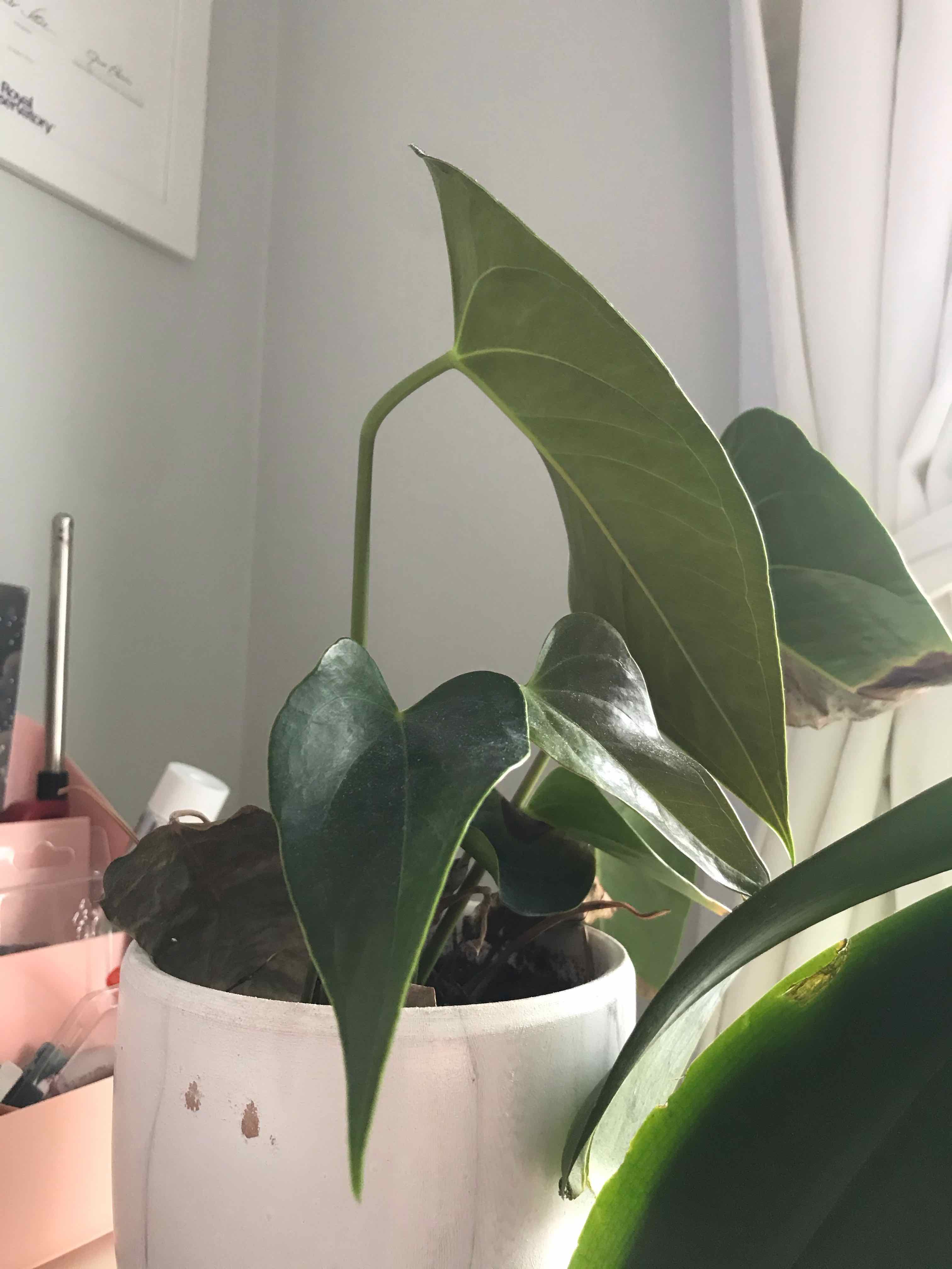 Anthurium 'Queen of Hearts' plant in a white pot with healthy green leaves.