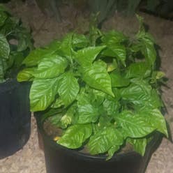 Carolina Reaper plant