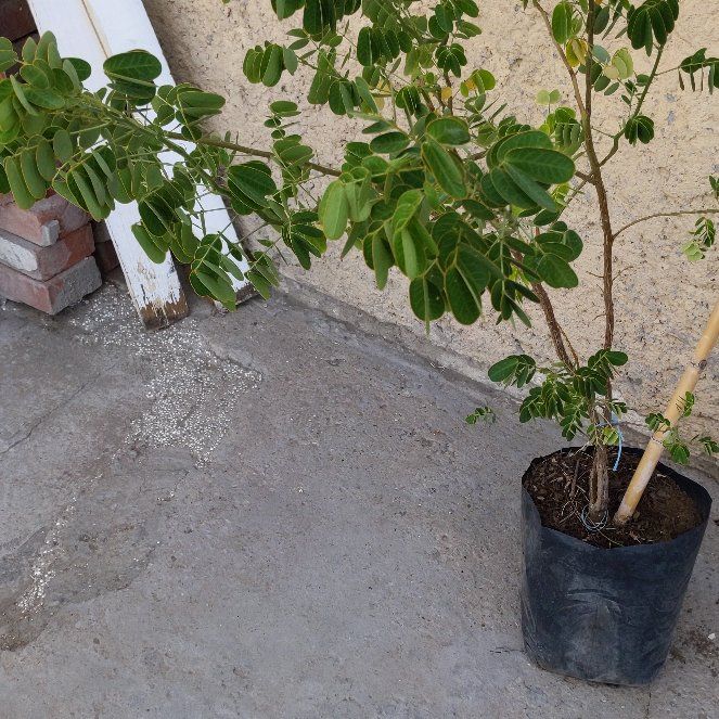 Photo of the plant species Siamese Cassia by @FoxyLilliput named Wall-E on Greg, the plant care app