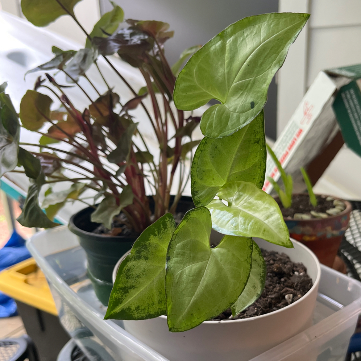 Syngonium Pixie plant in a white pot with other plants in the background.