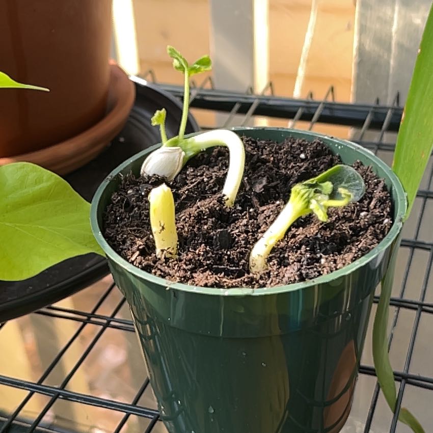 Young pumpkin plant in a green pot with healthy soil and emerging leaves.