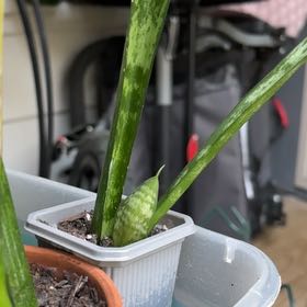 Photo of the plant species Snake Plant by @KindOfABigDill named Aria on Greg, the plant care app