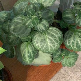 Photo of the plant species Plectranthus 'Emerald Lace' by @PrizePilea named Gobi on Greg, the plant care app
