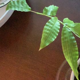 Photo of the plant species Wavyleaf Basketgrass by @PrizePilea named Surya on Greg, the plant care app
