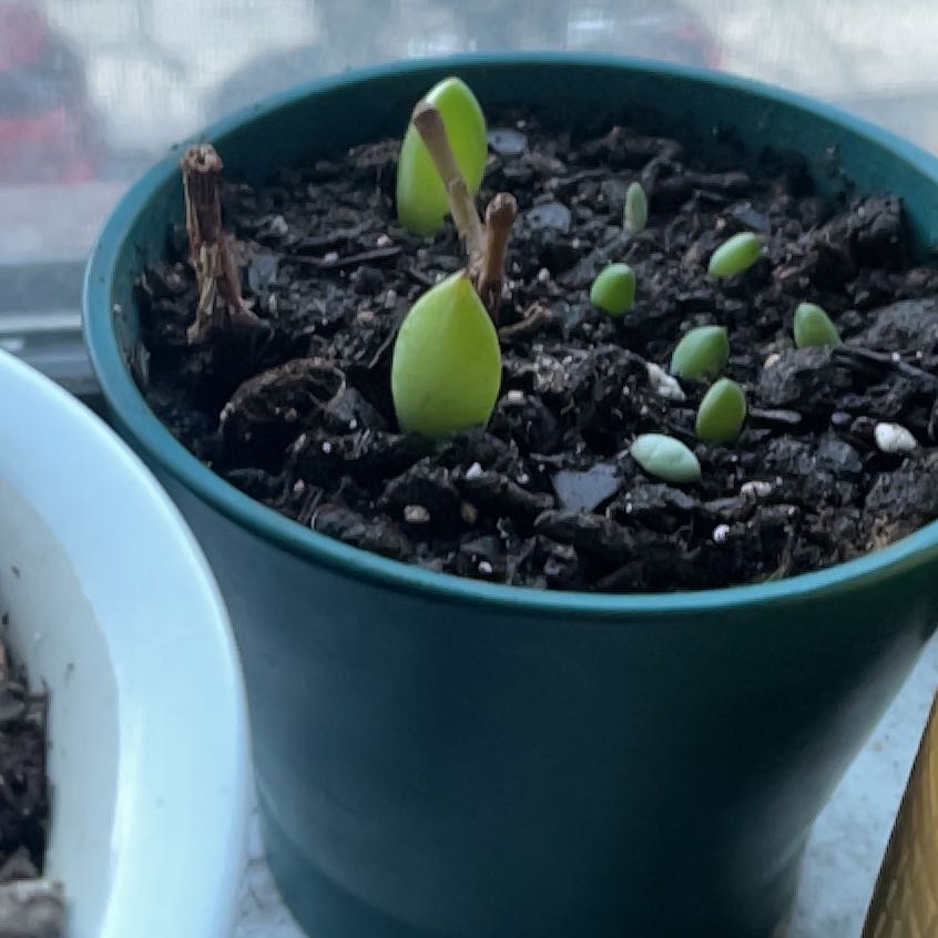 Photo of the plant species Succulent by @AmazingKiekie named Bodhi on Greg, the plant care app