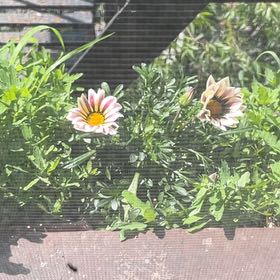Photo of the plant species Treasureflower by @AmazingKiekie named Gazinia on Greg, the plant care app