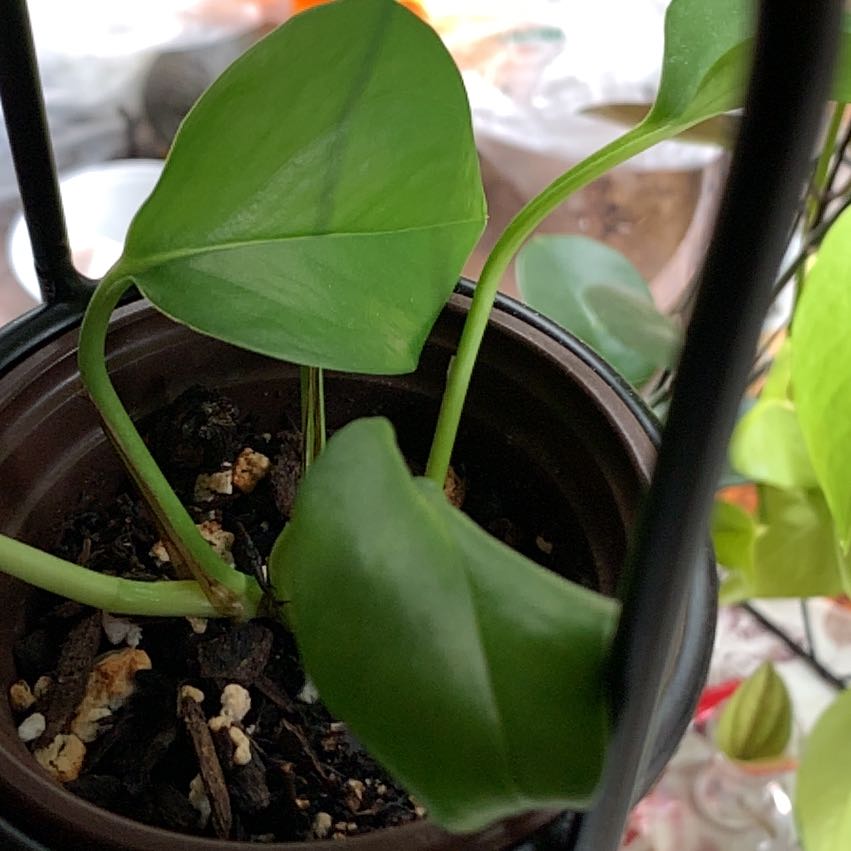 Plant care for Philodendron Lanciniatum on Greg, the plant care app