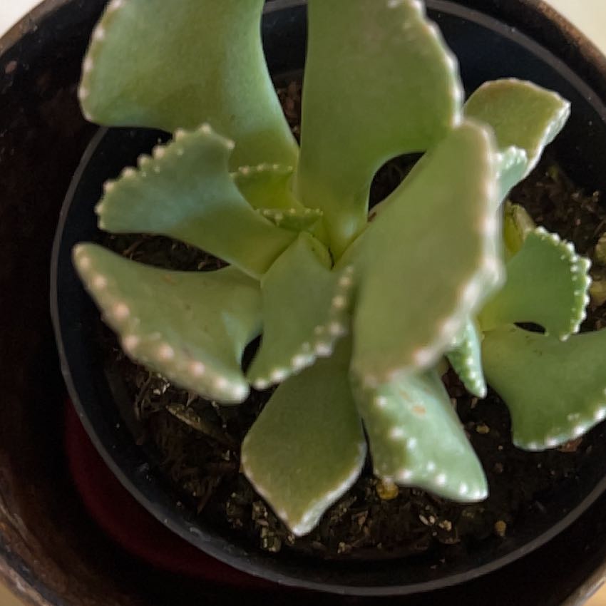 Photo of the plant species Giant Jewel Plant by @GentleSoursop named The Family Jewels on Greg, the plant care app