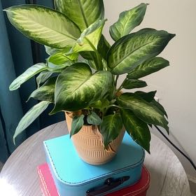 Photo of the plant species Dieffenbachia Snow by @FabTreeechium named Delphine on Greg, the plant care app