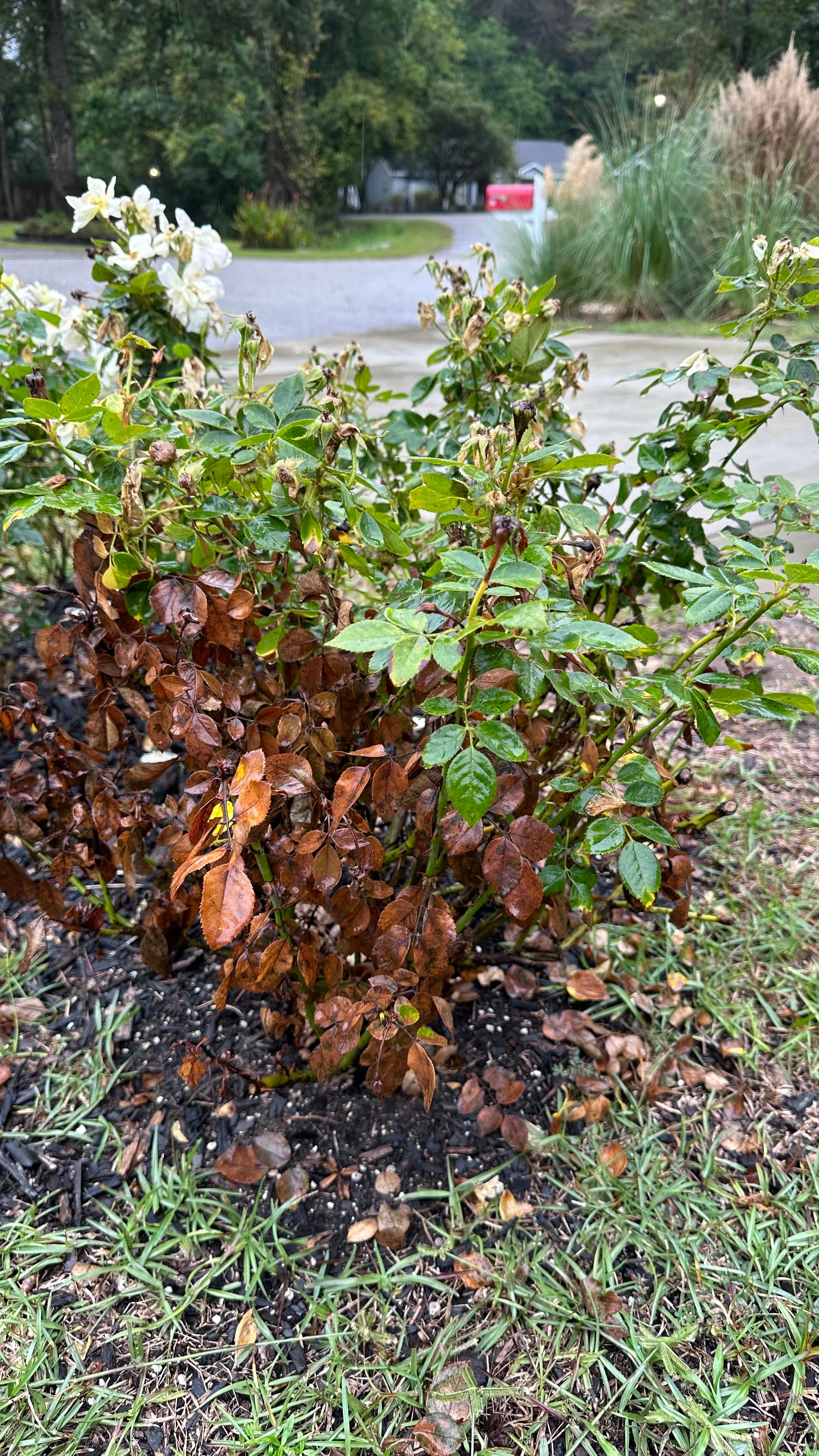 Why Are My Miniature Rose Leaves Droopy? 😔