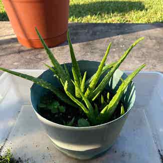 Aloe vera plant in Pembroke Pines, Florida
