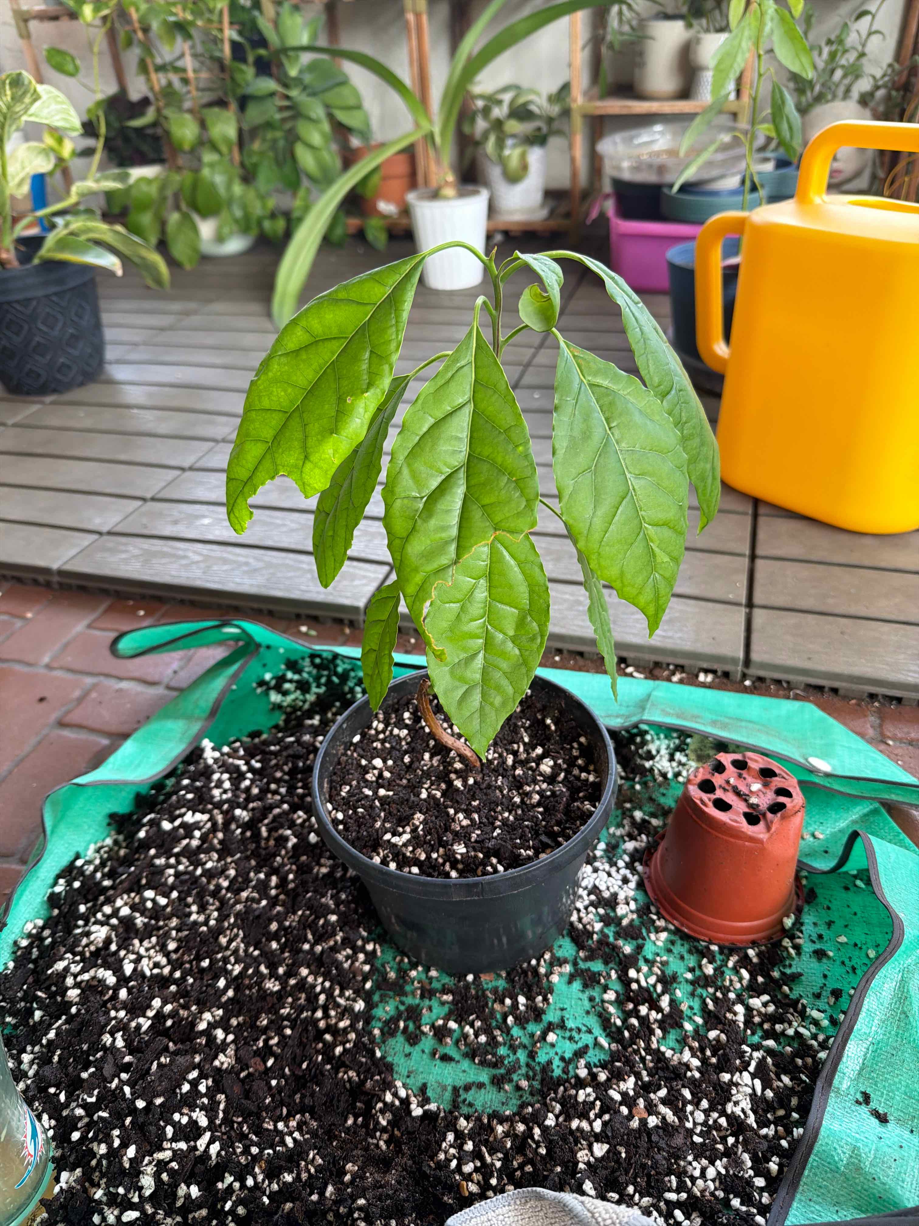 Photo of the plant species Avocado by @Jyondo named Nithin on Greg, the plant care app