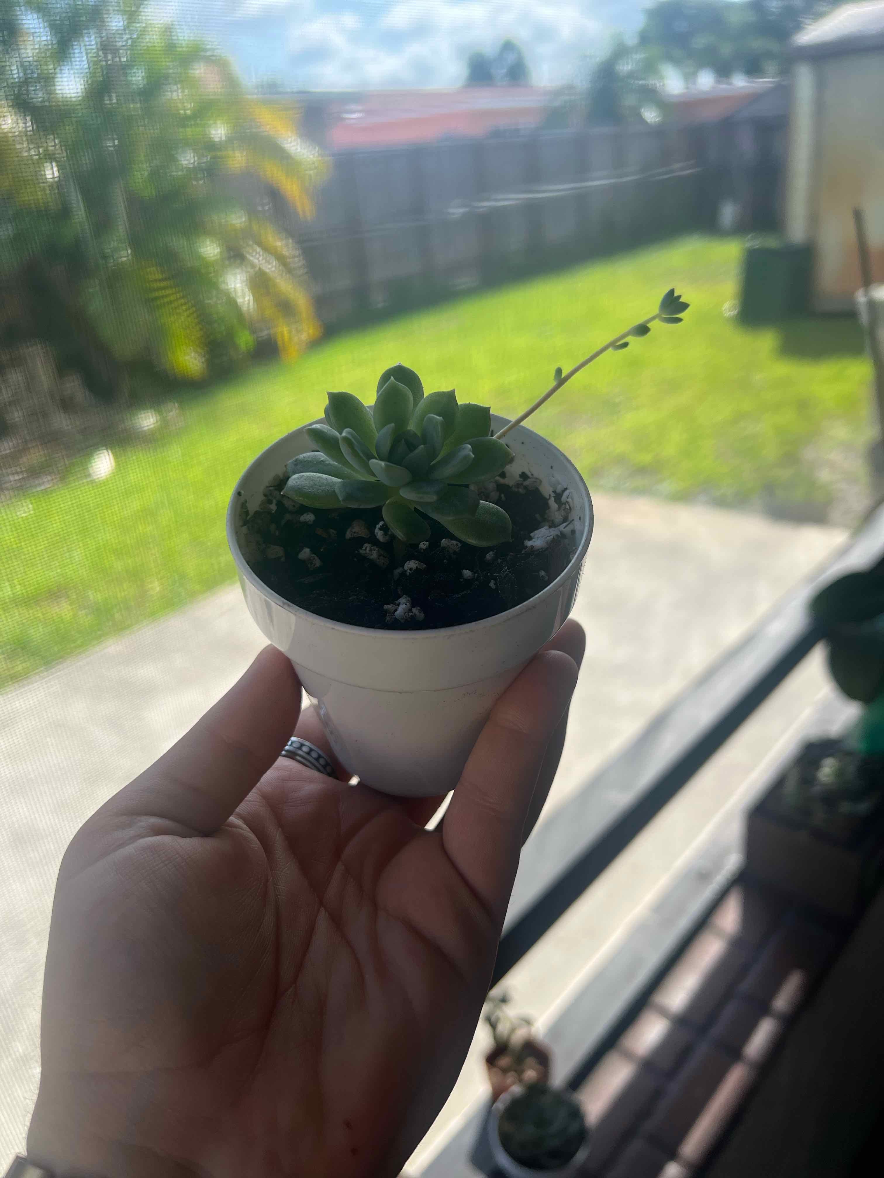 Prolific Echeveria plant in a white pot held by a hand, with a blurred background.