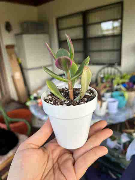 Photo of the plant species 'Lemon & Lime' Jade Plant by Jyondo named Your plant on Greg, the plant care app