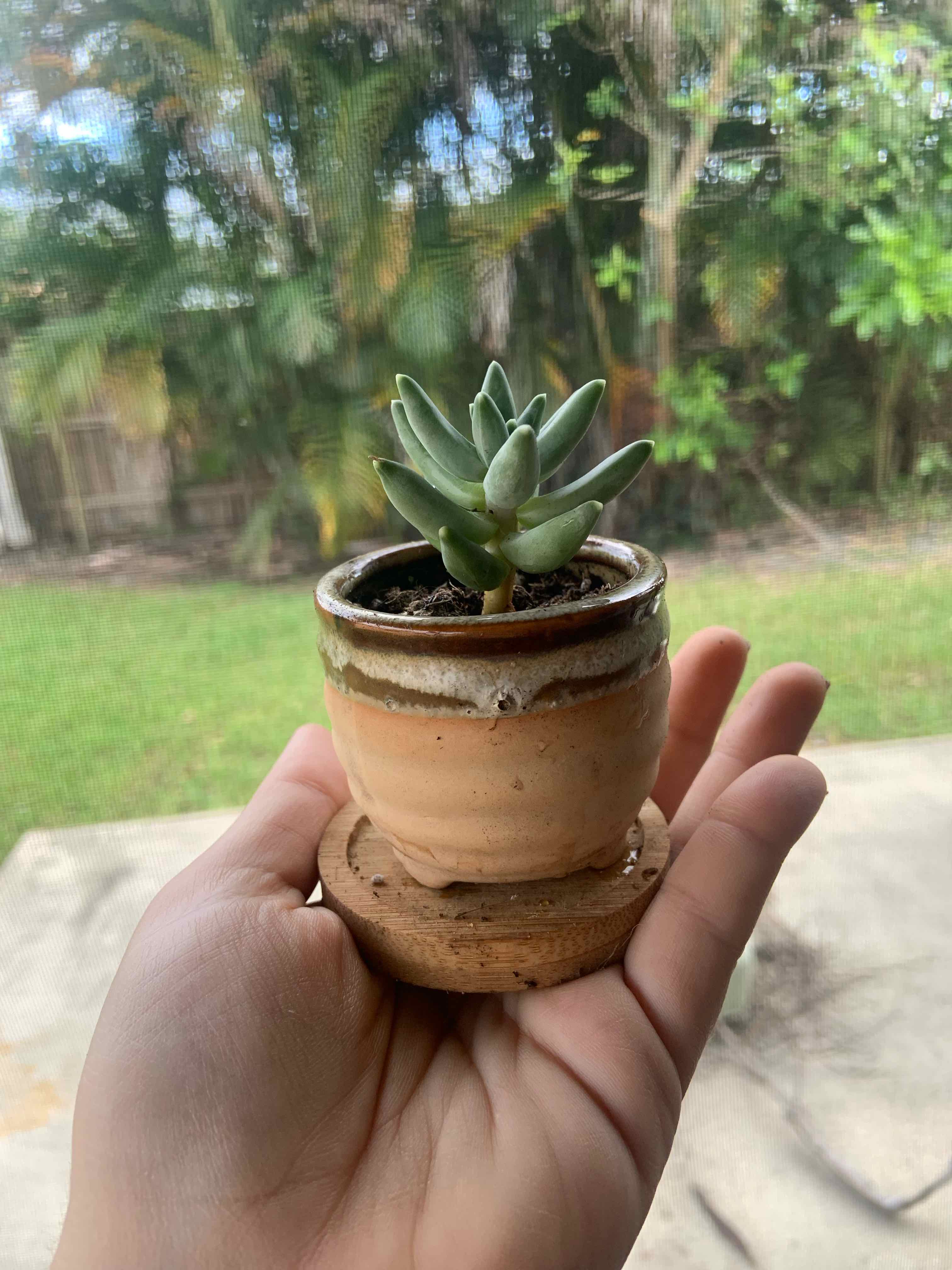 A healthy Little Jewel succulent in a terracotta pot held by a hand, with a garden background.