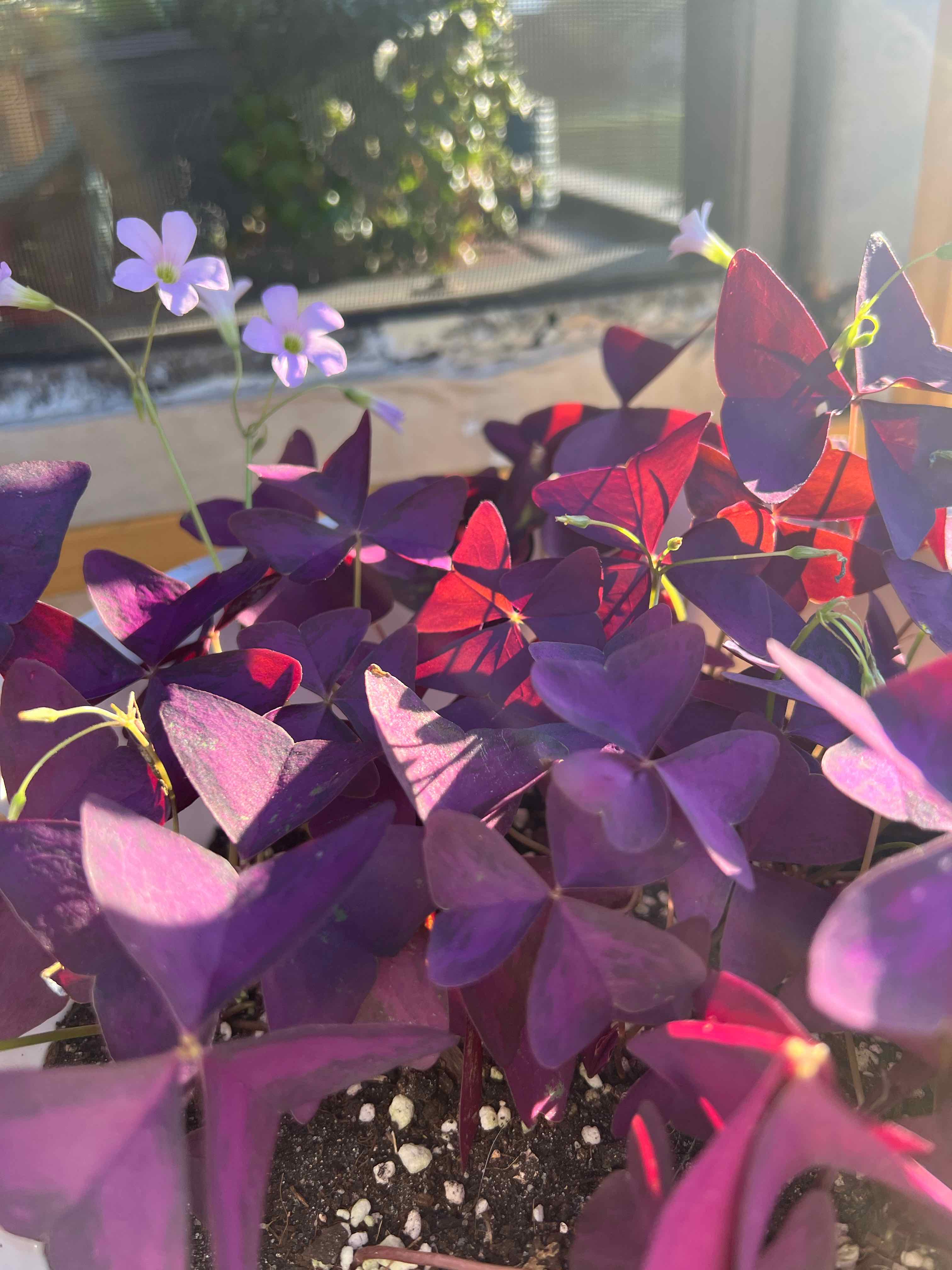 A healthy Purple Shamrock plant with vibrant purple and red triangular leaves, small purple flowers, potted in visible soil.