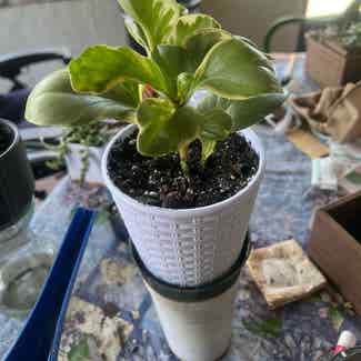 Baby Rubber Plant plant in Pembroke Pines, Florida