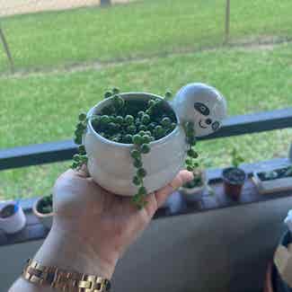 String of Pearls plant in Pembroke Pines, Florida