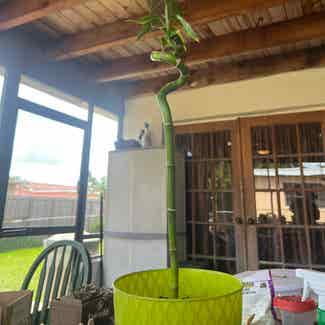 Lucky Bamboo plant in Pembroke Pines, Florida