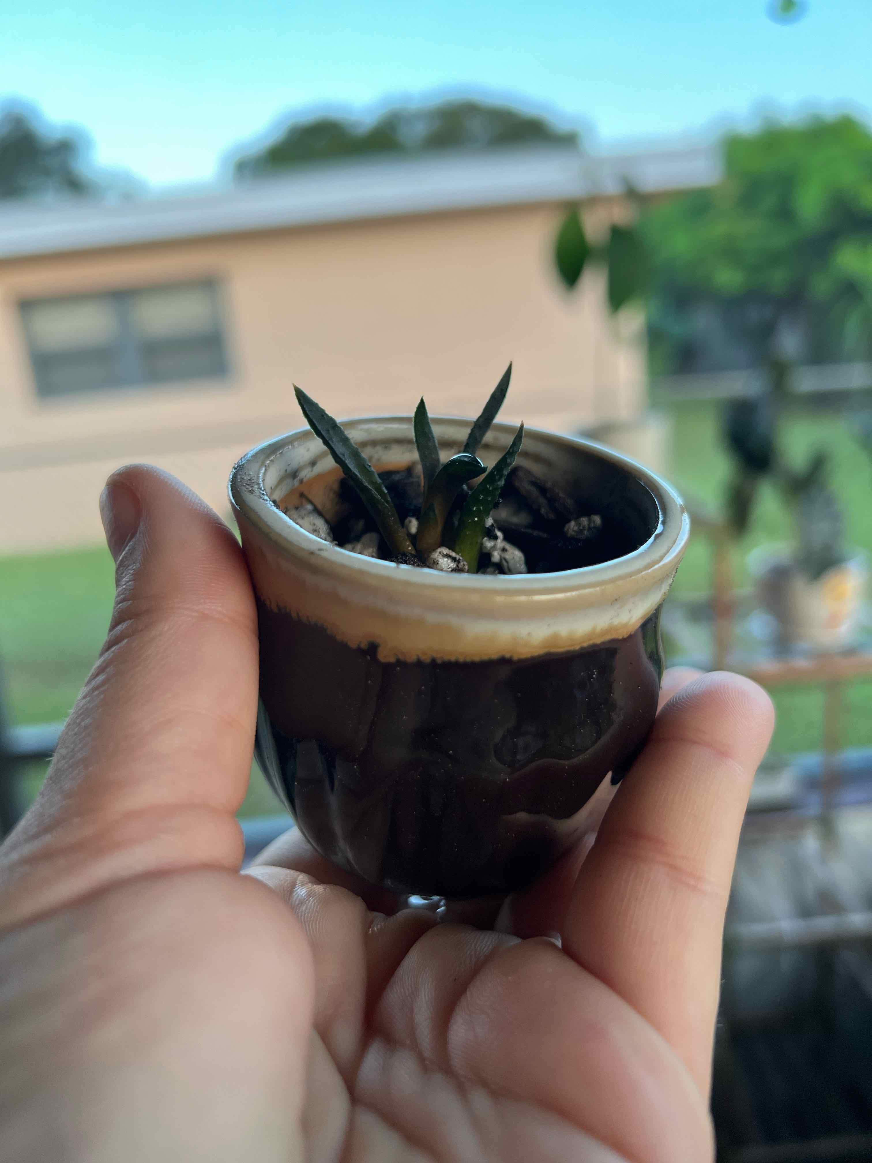 A small Haworthia venosa plant in a pot held by a hand.
