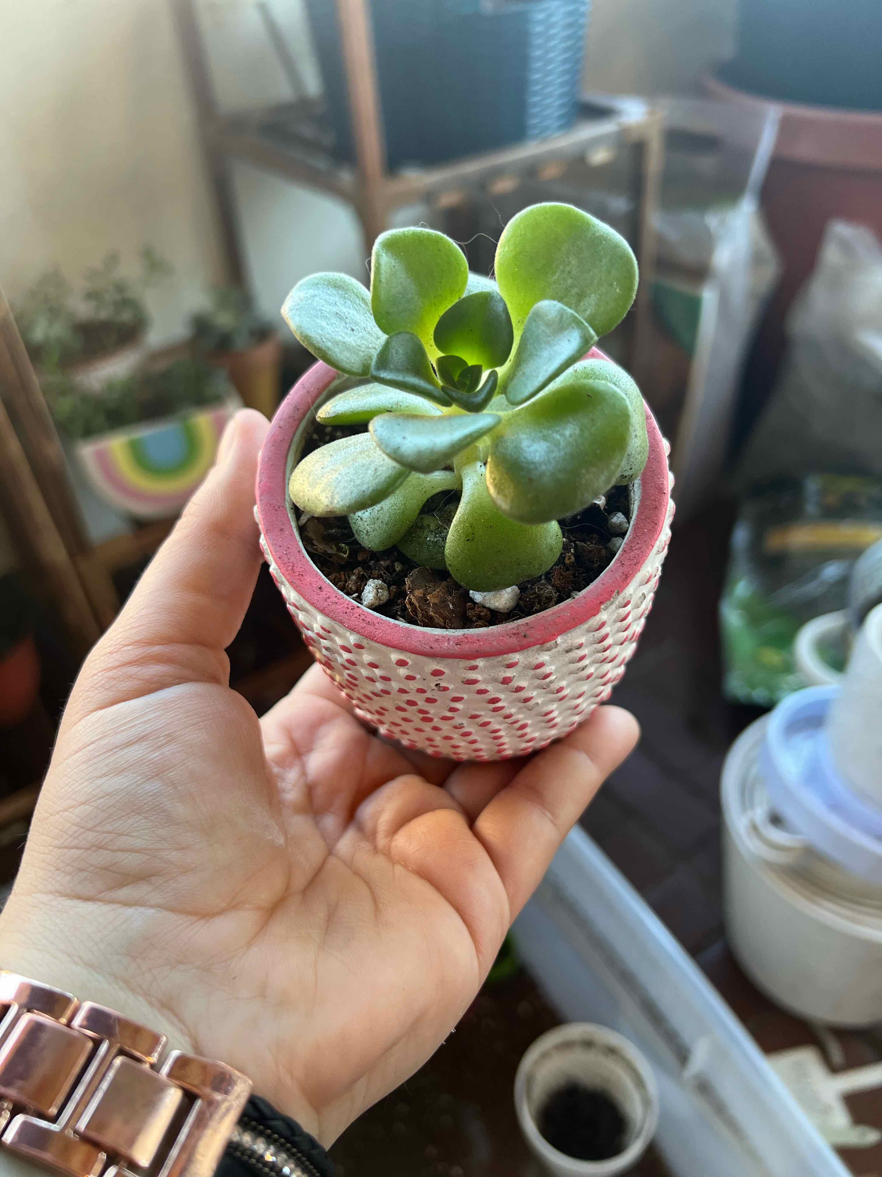 Aeonium 'Lily Pad' plant in a pink pot held by a hand, with gardening supplies in the background.