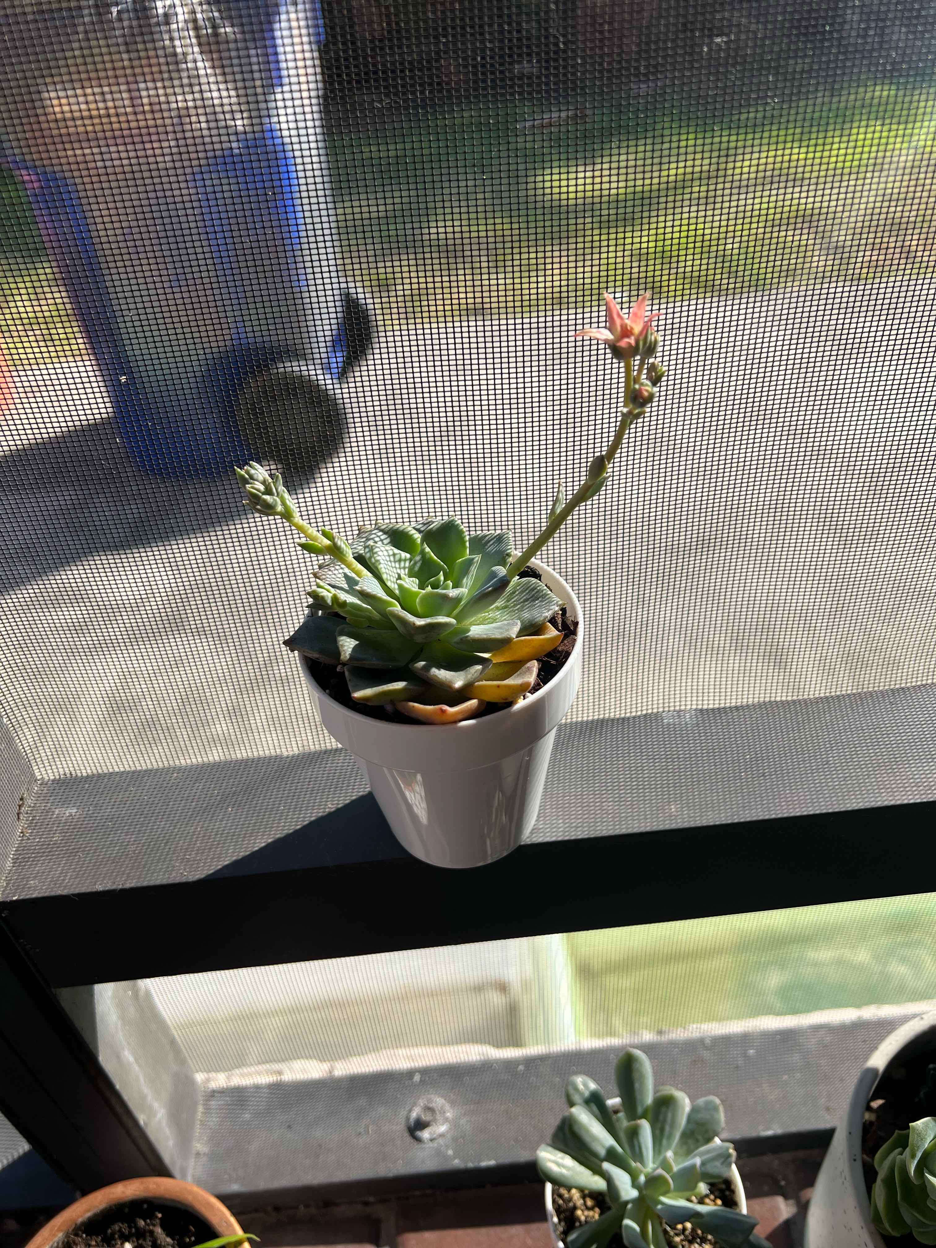 Echeveria 'Black Prince' succulent in a white pot on a windowsill, with a tall stem and small flower.
