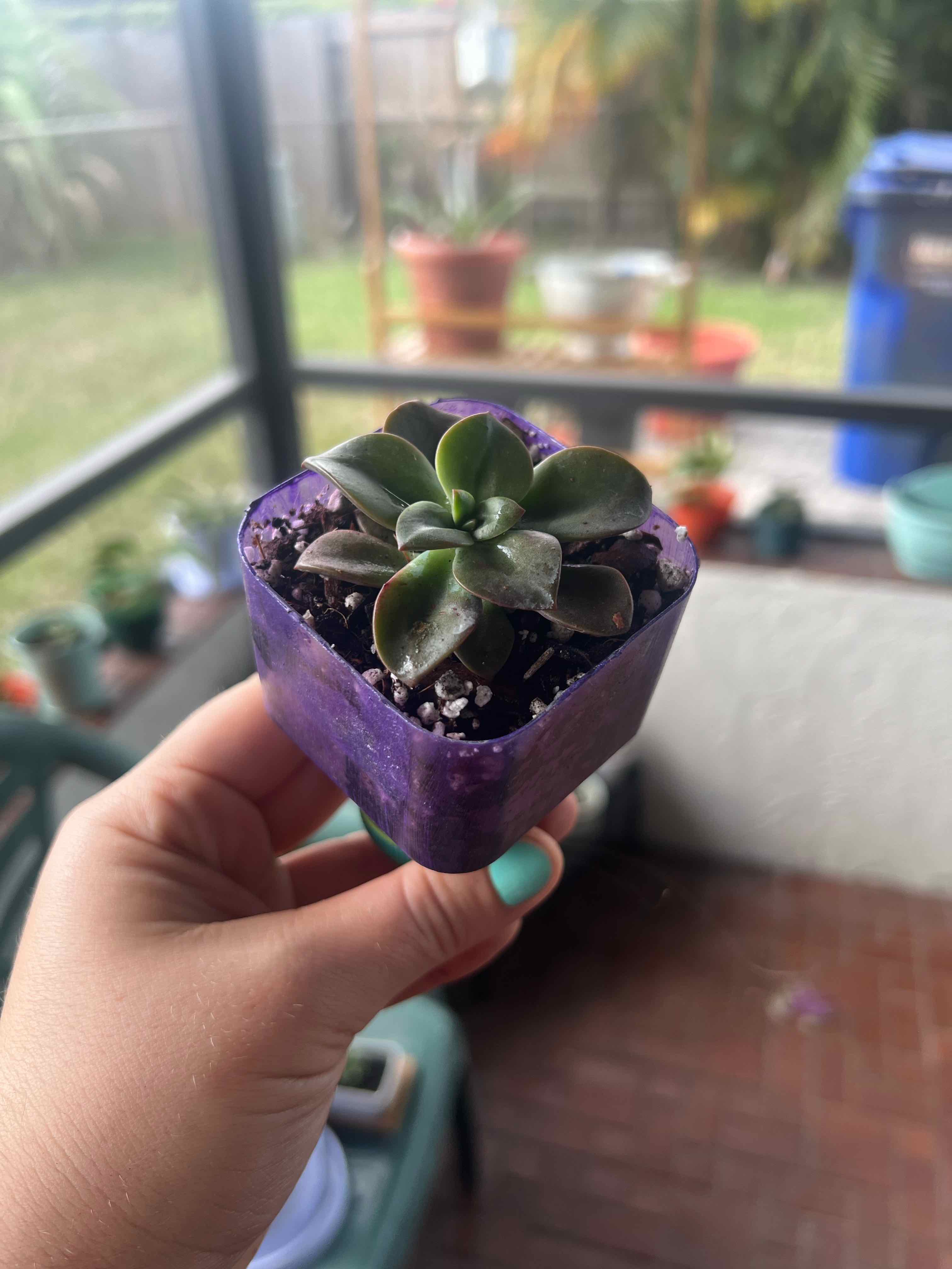 Echeveria 'Chroma' succulent in a purple pot held by a hand, with a garden background.