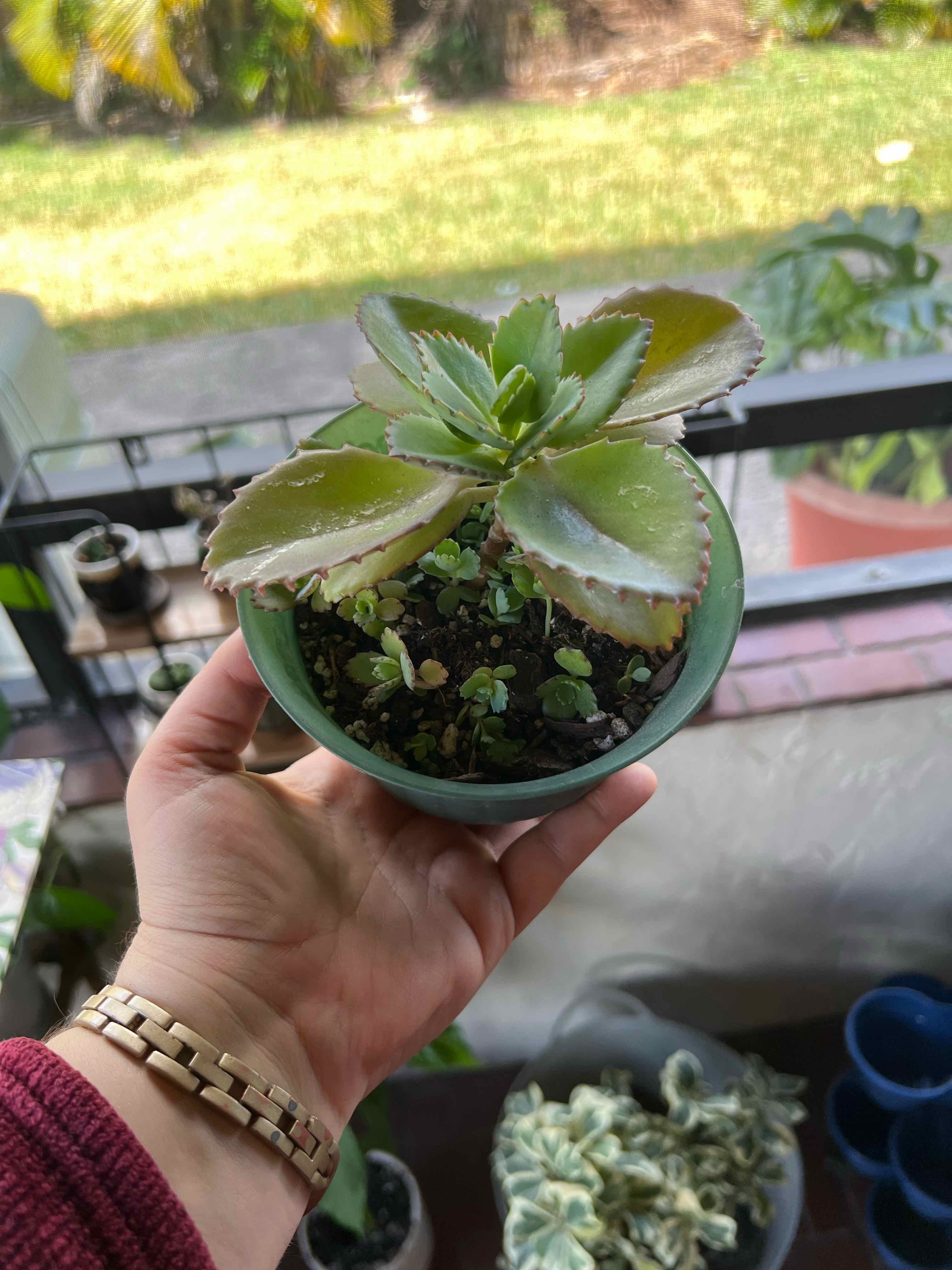 A hand holding a small, healthy Mother of Thousands plant in a blue pot, showcasing its serrated green leaves with tiny plantlets along the edges.