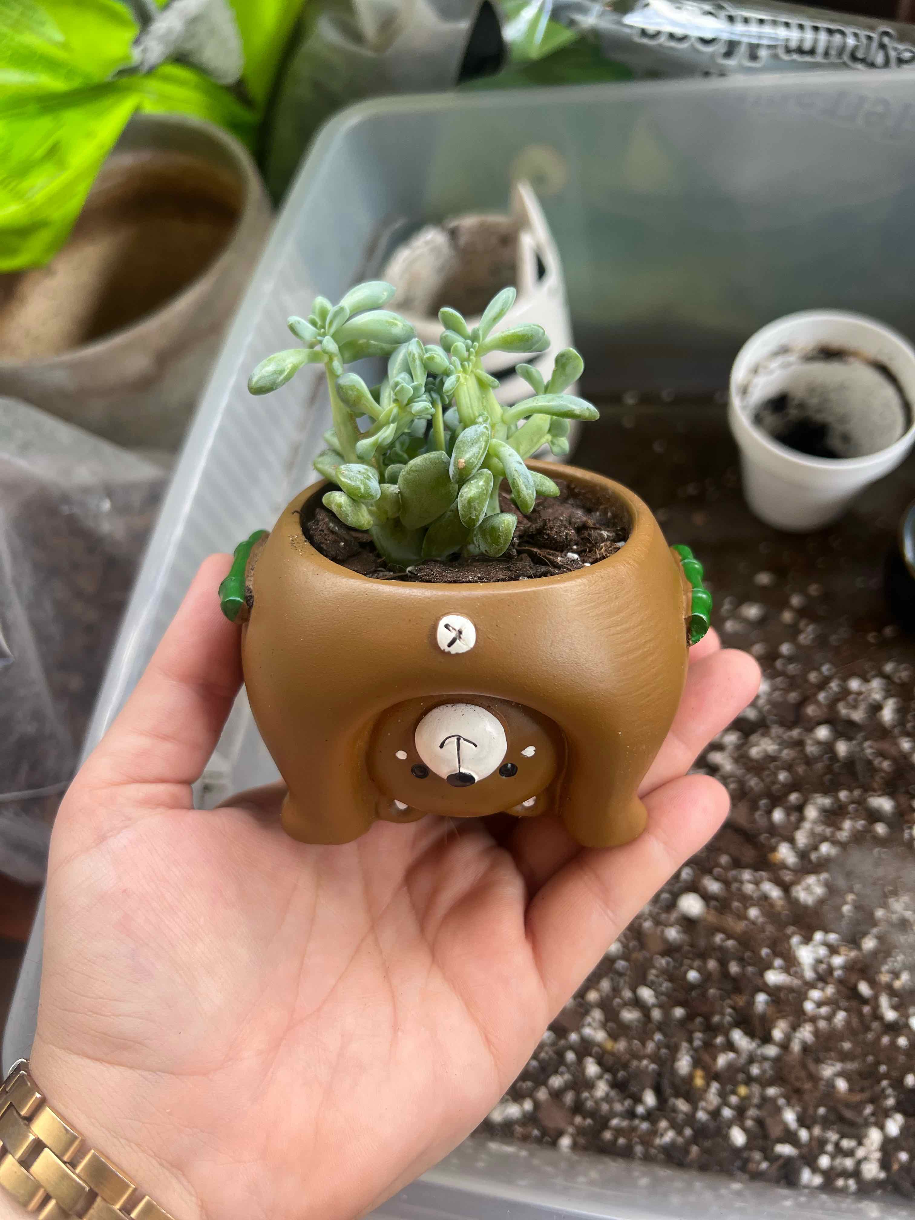 Plant care for Cremeria Expatriata Crested on Greg, the plant care app