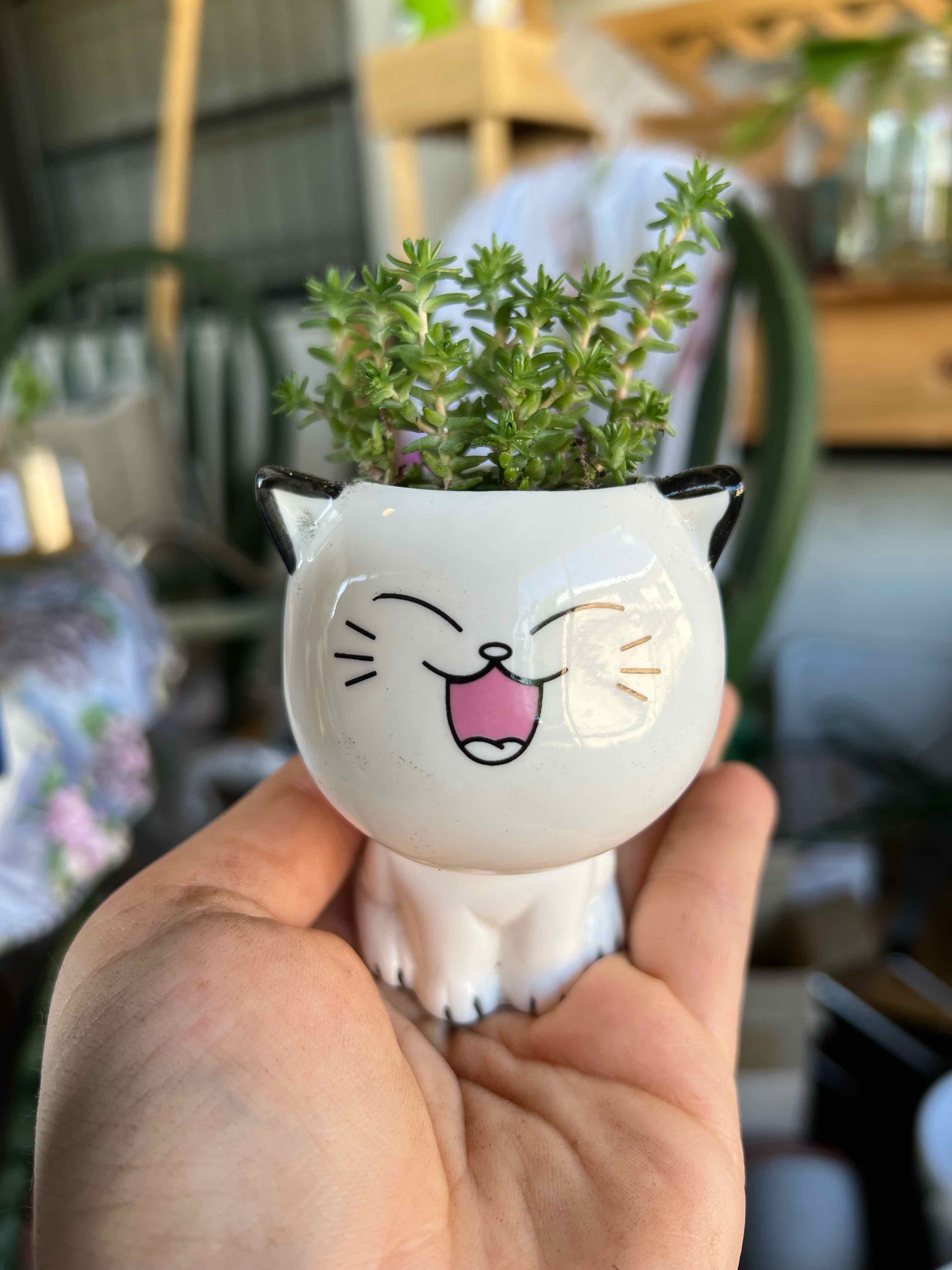 Tasteless Stonecrop plant in a cat-shaped pot held by a hand, healthy green foliage.