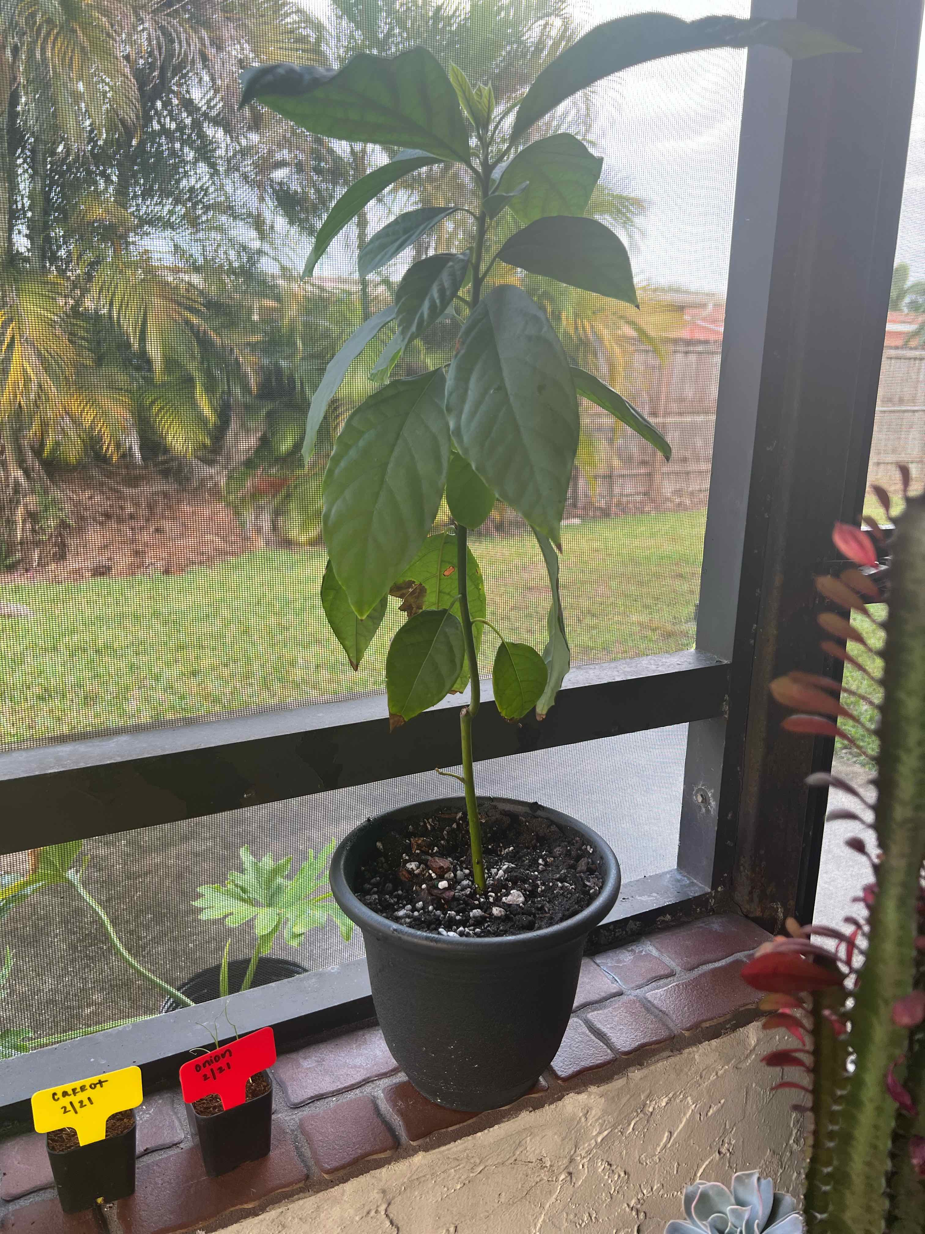 🥑 Does My Avocado Need Direct Sunlight?, image size:1600x1600