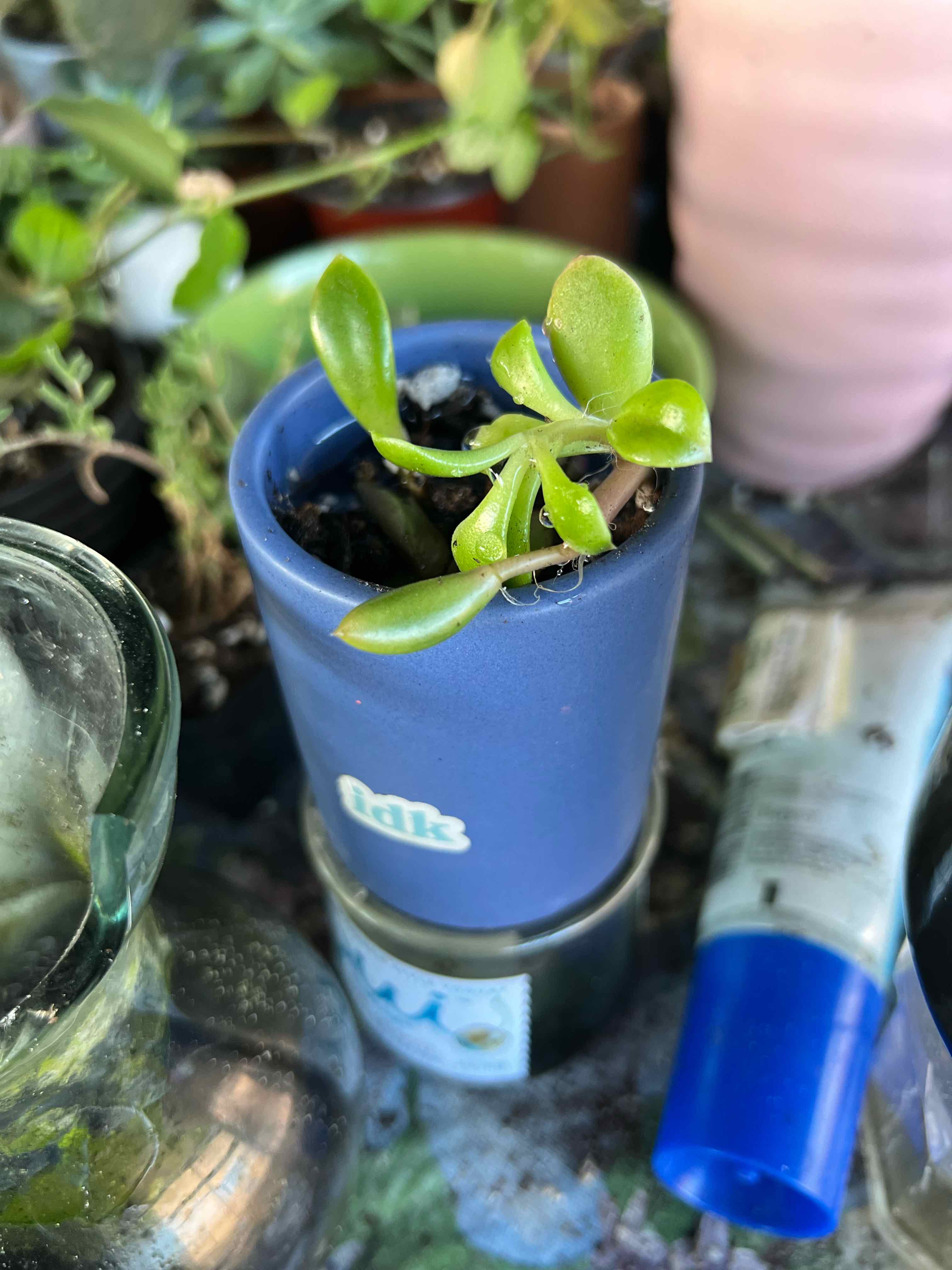 Anacampseros 'Sunrise' plant in a blue pot with green leaves, surrounded by other plants.