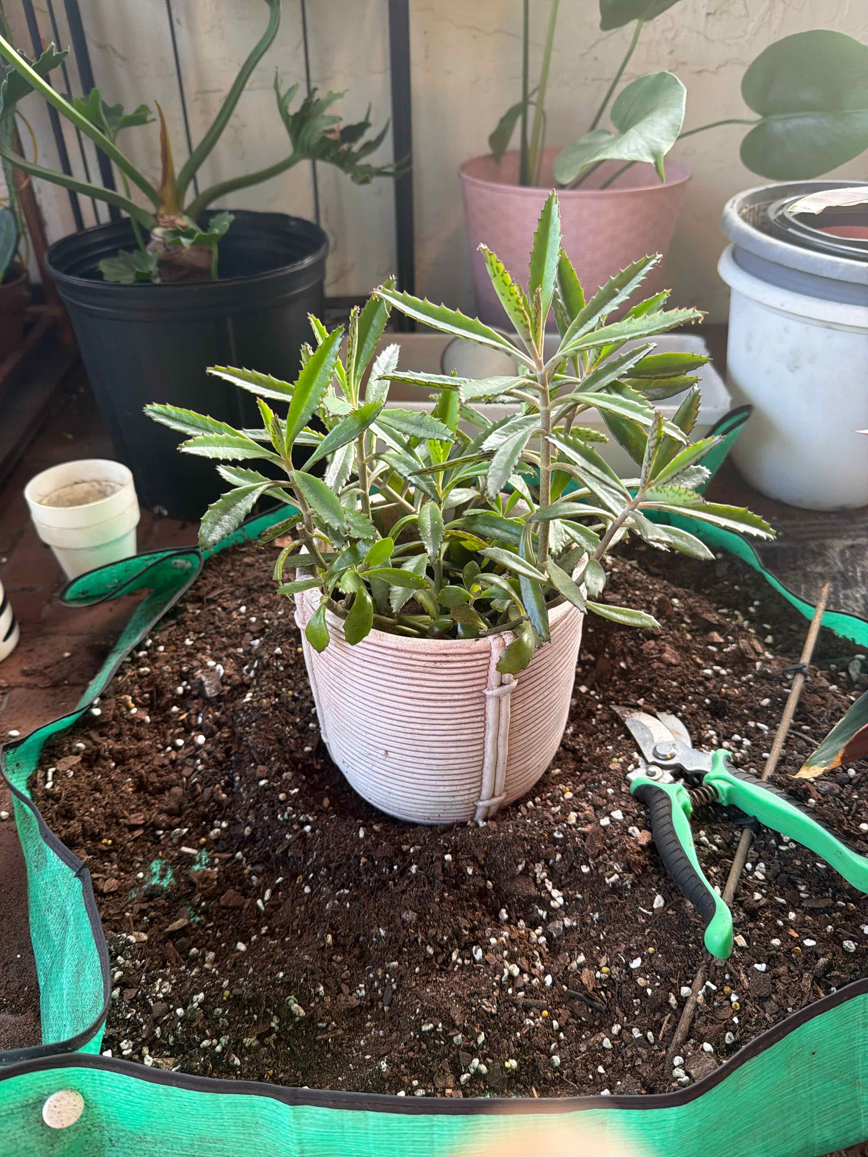 Photo of the plant species Mother of Millions by @Jyondo named Sigmund on Greg, the plant care app