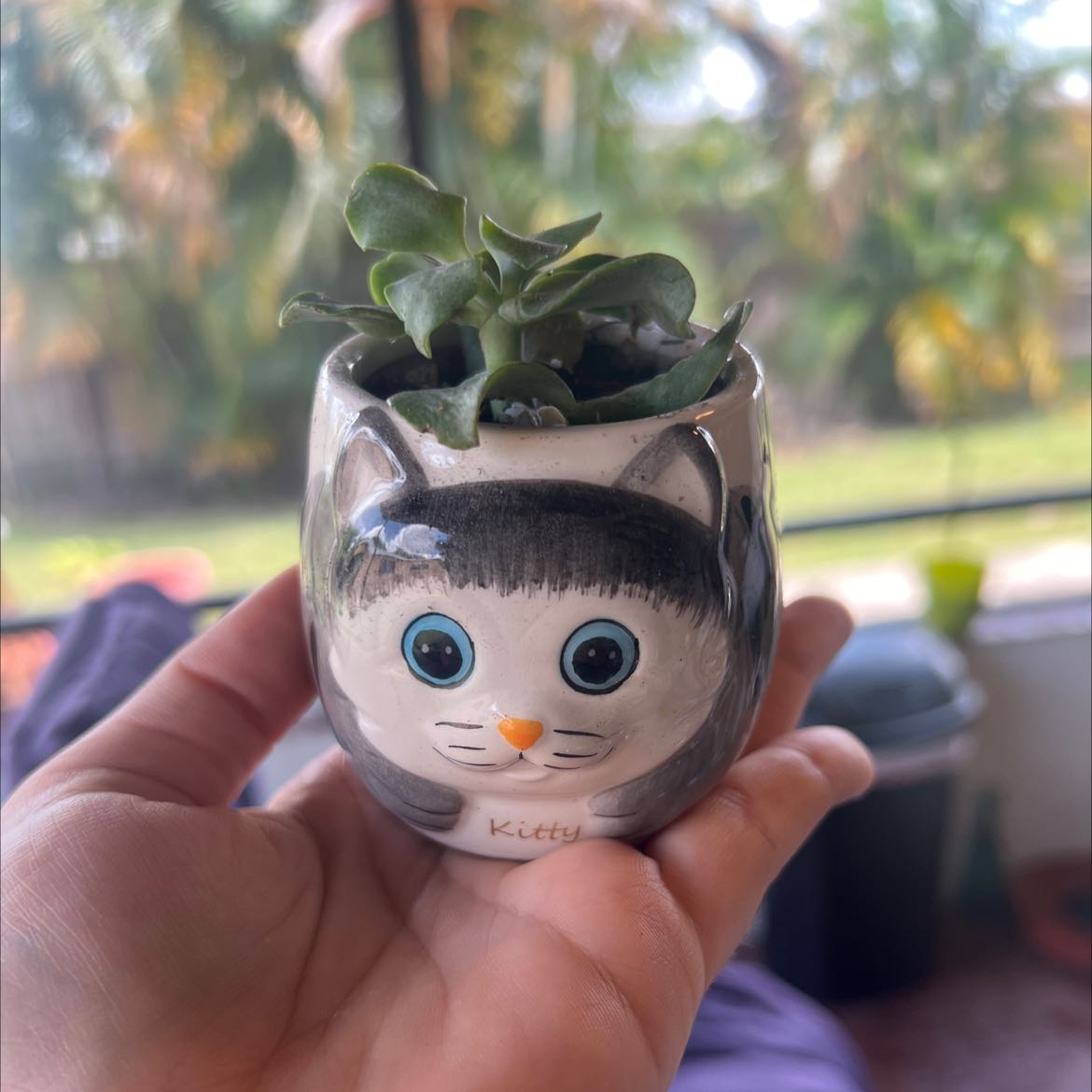 Ripple Jade plant in a cat-themed pot held by a hand, with a blurred background.